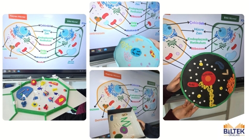 HÜCRELERİ KEŞFEDİYORUZ